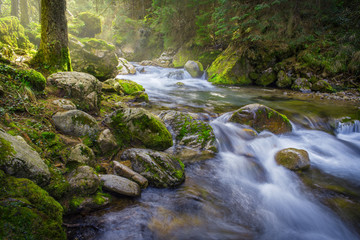 Forest moss with stream