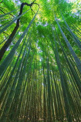 Path to bamboo forest at Arashiyama in Kyoto, Japan