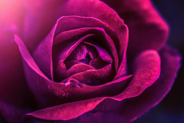 The scarlet rose