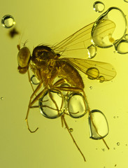 Dominican Amber Diptera Inclusion Fossil