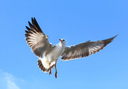 Seagull flying in the blue sky.