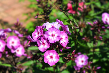 Phlox Bl&uuml;ten Garten