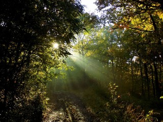 Fototapeta na wymiar Shining sun, sunbeams during misty morning in deciduous forest