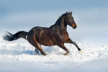 Bay horse run in snow field