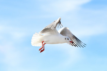Seagull flying in the blue sky.