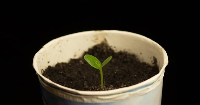 Timelapse of plant growing