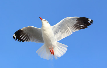 Seagull flying in the blue sky.