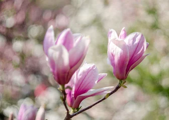 Foto op Canvas Розовая магнолия в цвету © katrinbash