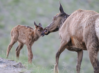elk Mother with Fawn