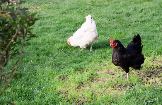 poules en train de picorer de l'herbe dans un champs, agriculture