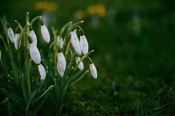 Frühlingsblumen Schneeglöckchen