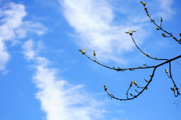Tree branch with the very first leaves and buds against a cloudy blue sky. Spring background.
