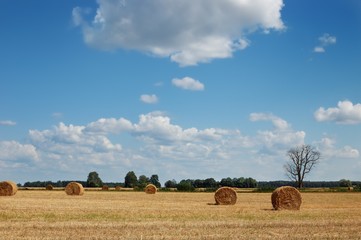 Golden field with round hay bales and dead tree against a picturesque cloudy sky on a perfect sunny day