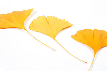 Three dried ginkgo leaves isolated on white. Natural background.
