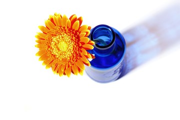 Top view of orange gerbera flower in blue bottle throwing a shadow on a white background