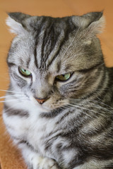 Cat face close up portrait.effect soft focus and blur