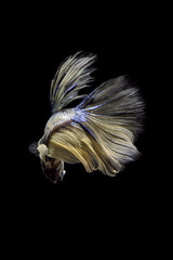 siamese fighting fish smoot like abstract on black background