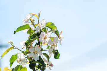 Blossom apple-tree branch in spring.