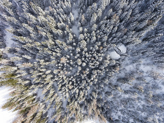 Forest in winter - Trees covered with snow - Aerial view
