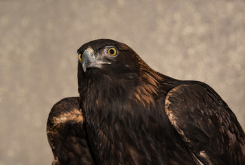 Golden eagle closeup portrait of head