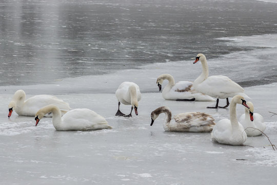 Mute swans, Cygnus olor, on frozen river Tisa near Becej in cloudy winter day. Icebound swans