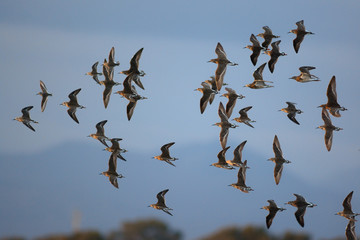 Stormo di uccelli limicoli in volo