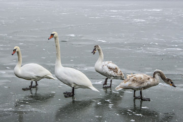 Mute swans, Cygnus olor, on frozen river Tisa near Becej in cloudy winter day. Icebound swans