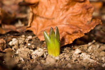 Hyacinth growing in the garden