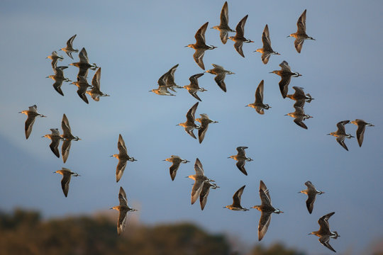 stormo di uccelli limicoli in volo