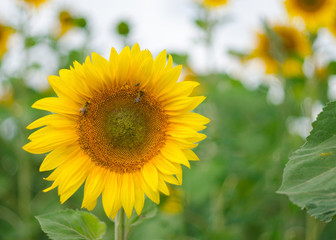 Bee on a sunflower