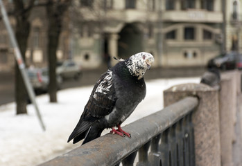 dove, bird, a pigeon sitting on a fence in the city and looking