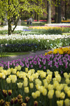 Garden, flower background, tulips