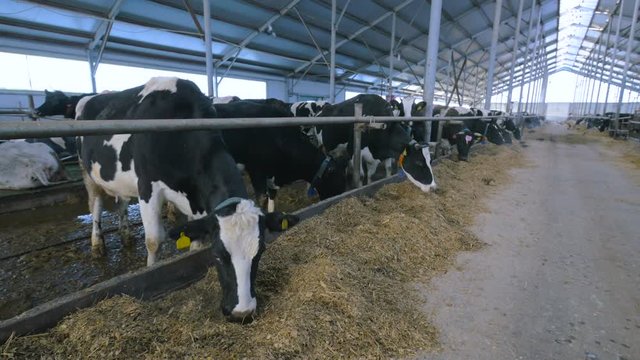 Group of cattle chewing hay in modern farm building. 4K.