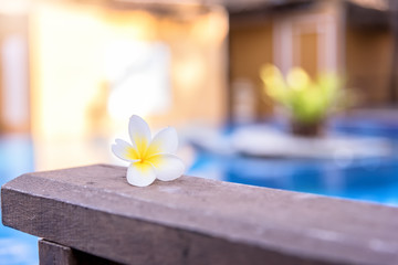 Fototapeta na wymiar Plumeria, white flower on the wooden terrace at swimming pool.