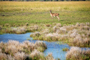  in south africa     wildlife   impala
