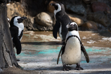 Three African penguins standing in a group on a sunny day
