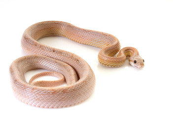 Obraz premium corn snake in studio