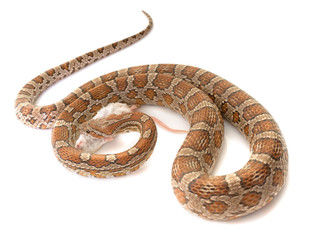 corn snake eating mouse