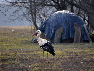 Lone stork early spring, returned from the warm countries is on economic yard estates