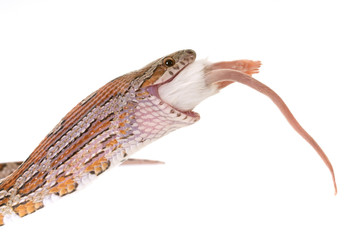 Obraz premium corn snake eating mouse
