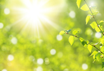 Naklejka premium Naturalne tło wiosna z młodych gałęzi brzozy w słońcu