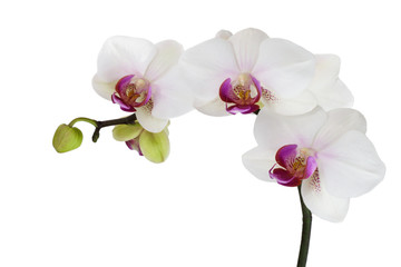 Obraz na płótnie Canvas white orchids isolated on white