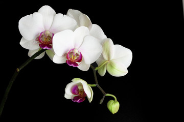 white orchids isolated on black