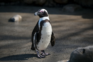 Obraz premium Pingwin afrykański stojący w słońcu patrząc w lewo
