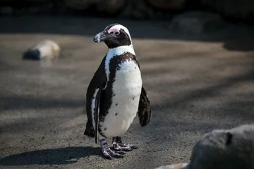 Foto auf Acrylglas Pinguin African penguin standing in the sun looking left