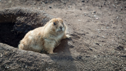 Prairie dog standing outside its burrow on a sunny day