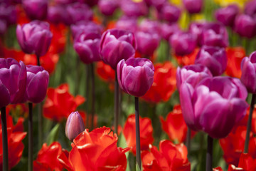 Spring tulips in the garden, spring blossom