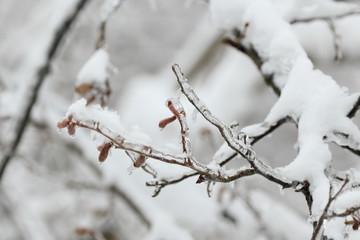 Birch Buds covered with ice. The effects of the ice storm, rain.