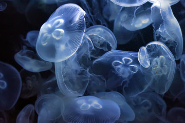 Jellyfish