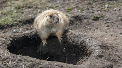 Obraz premium Prairie dog standing outside its burrow on a sunny day